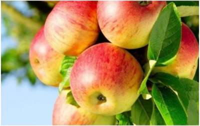 Украина экспортировала рекордный объем яблок
