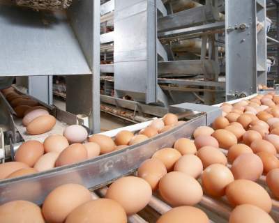 В Украине резко вырос уровень поставки яиц за границу