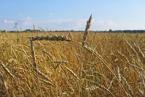 В Минагропроде заявили о рекордном урожае зерновых в Украине