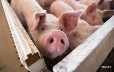 Украина существенно увеличила импорт свинины